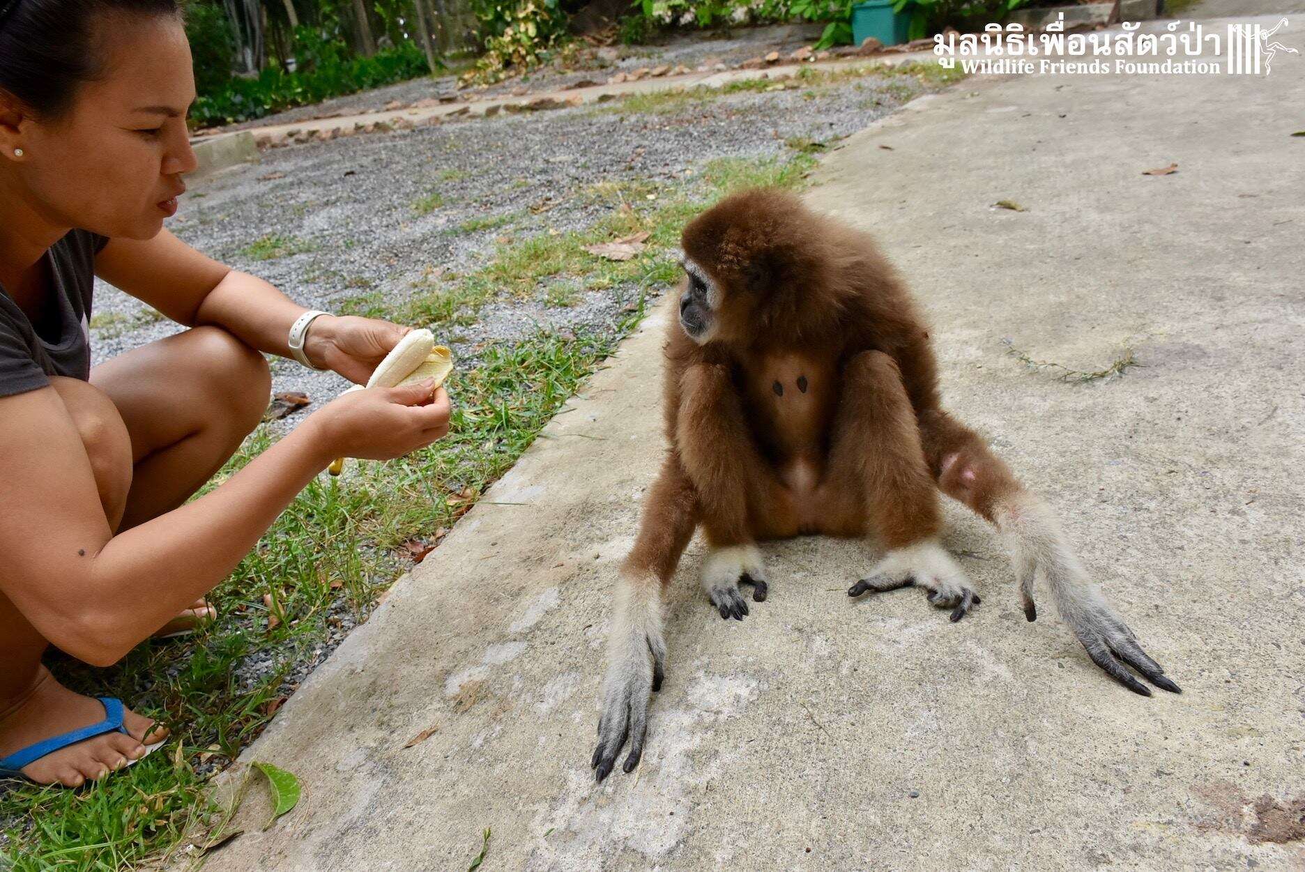 Rescuer feeds sad gibbon