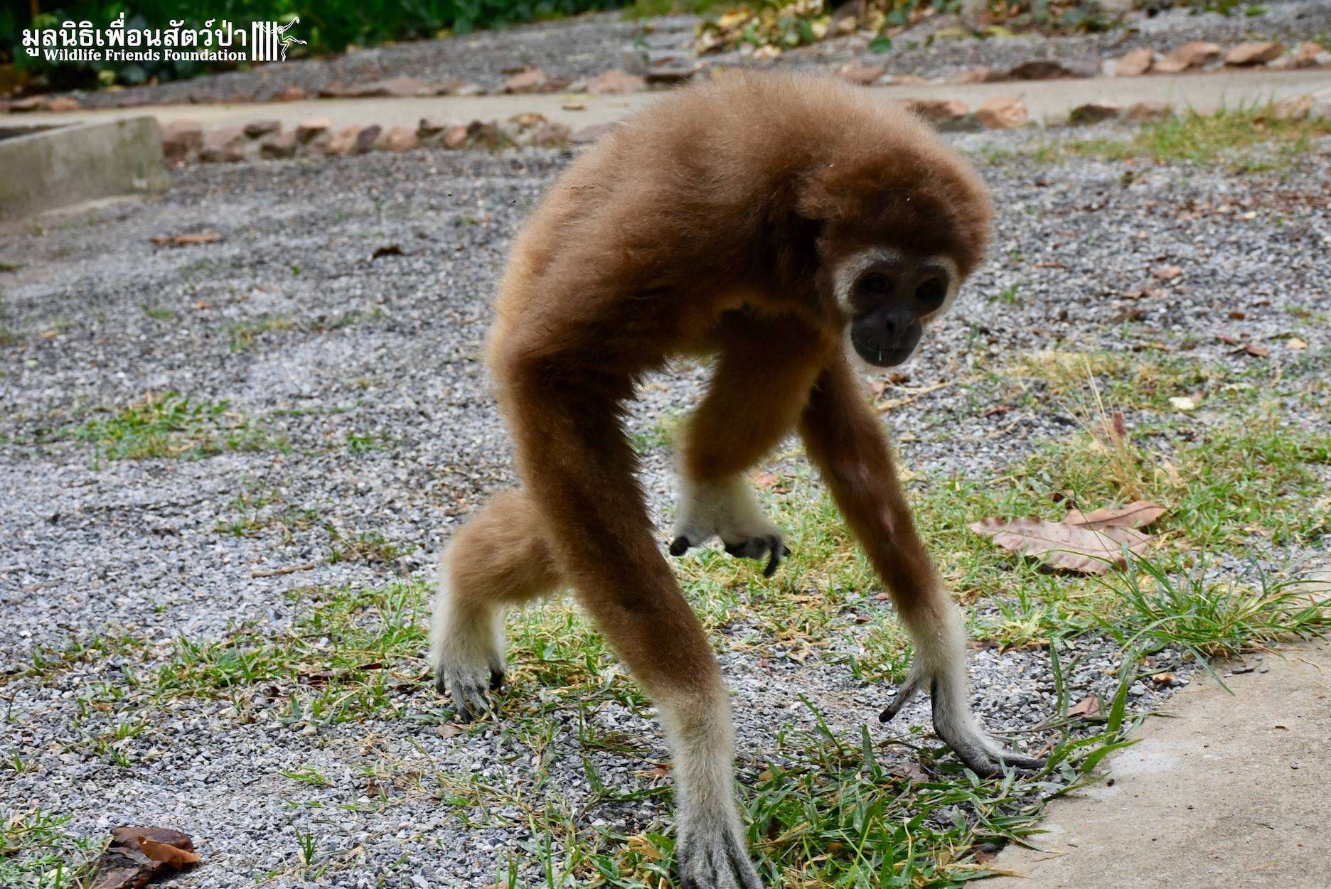 Gibbon rescued from captivity explores sanctuary
