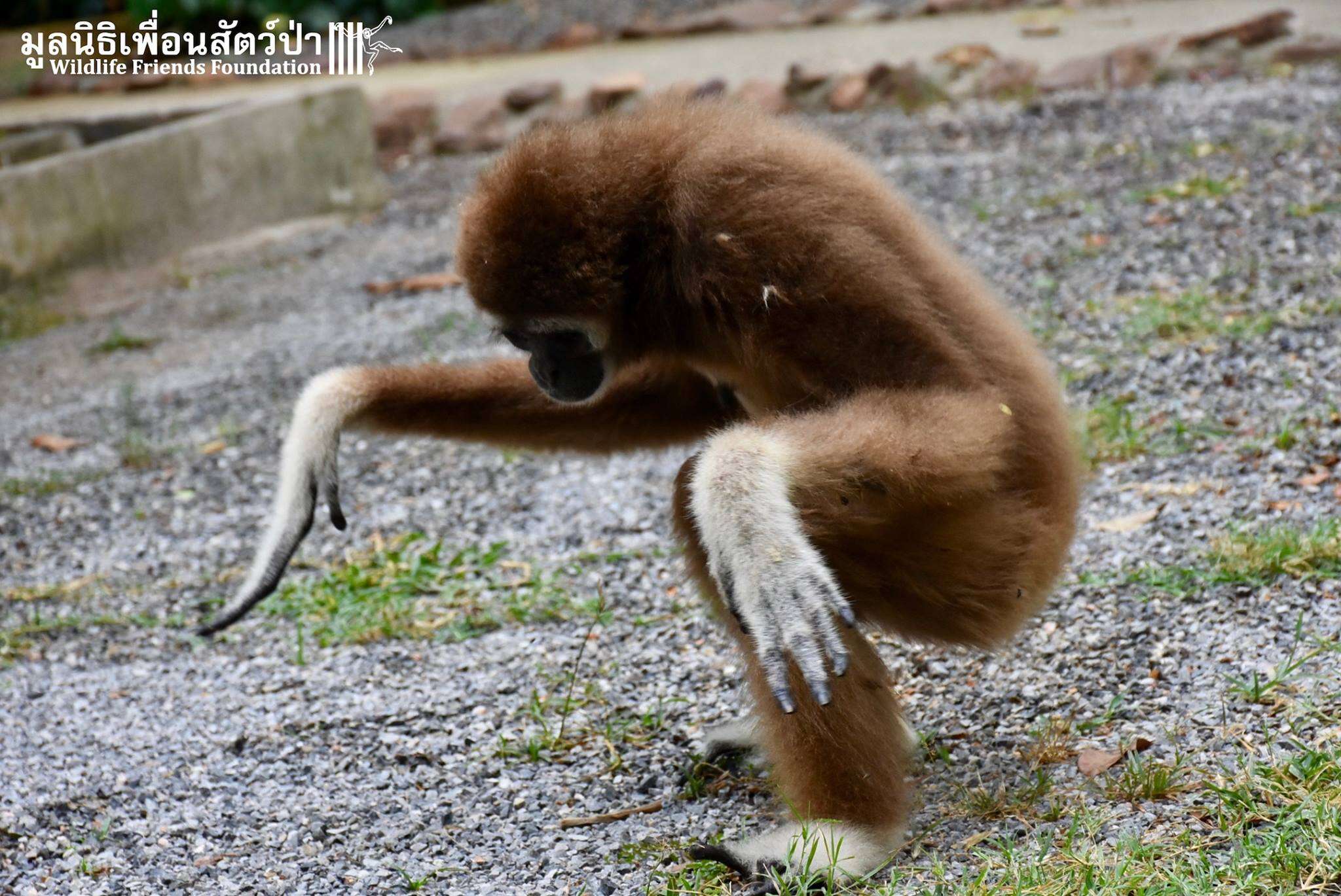 Gibbon saved from being a pet