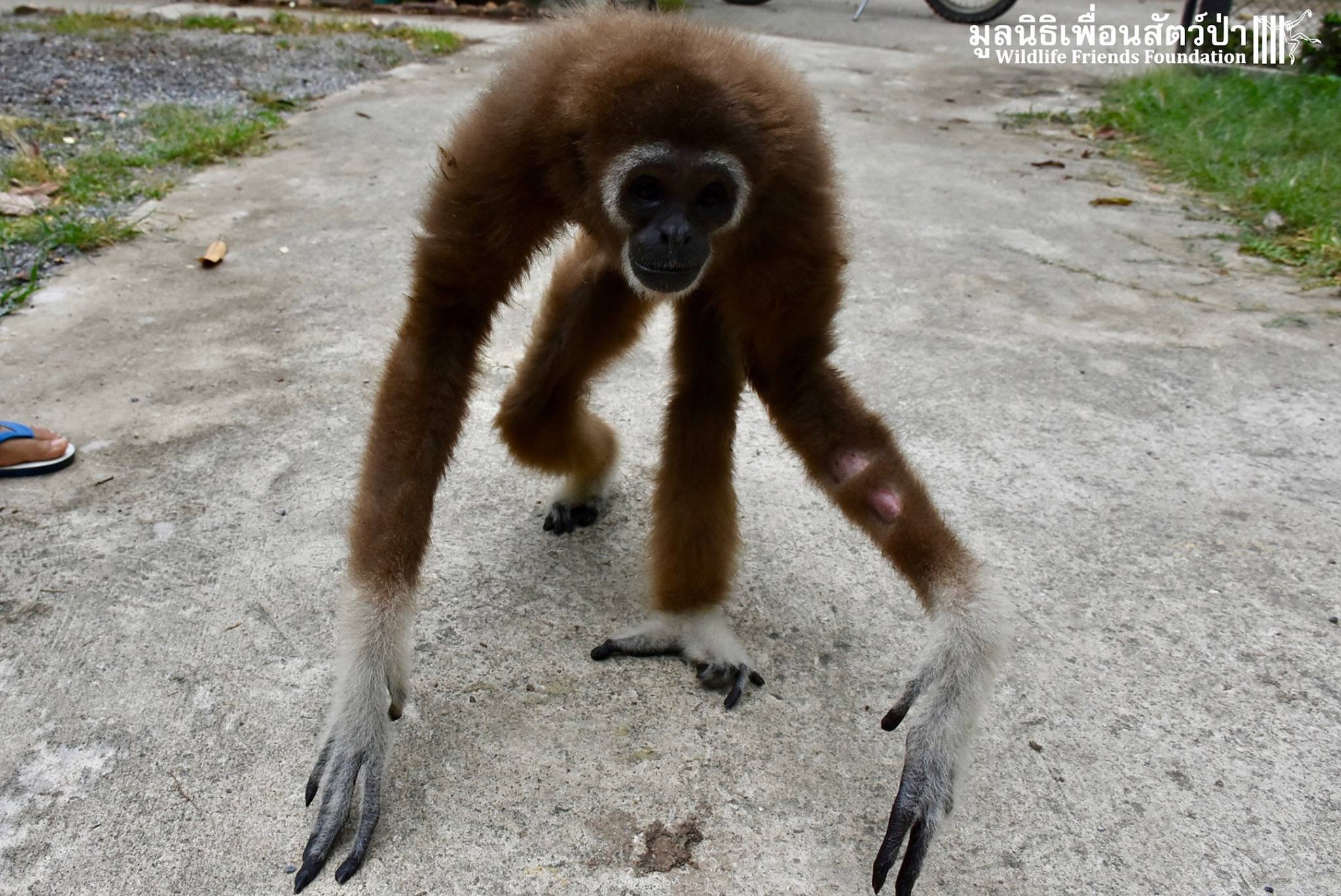 Wild Gibbon Kept As Human Baby For 15 Years The Dodo