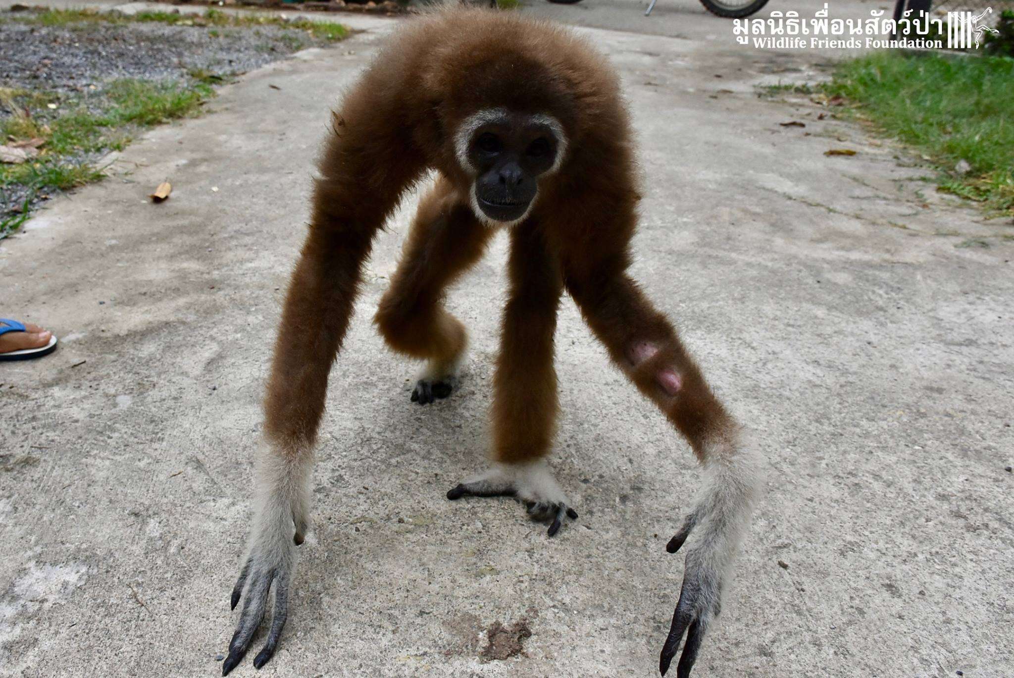Gibbon rescued from being kept as a pet