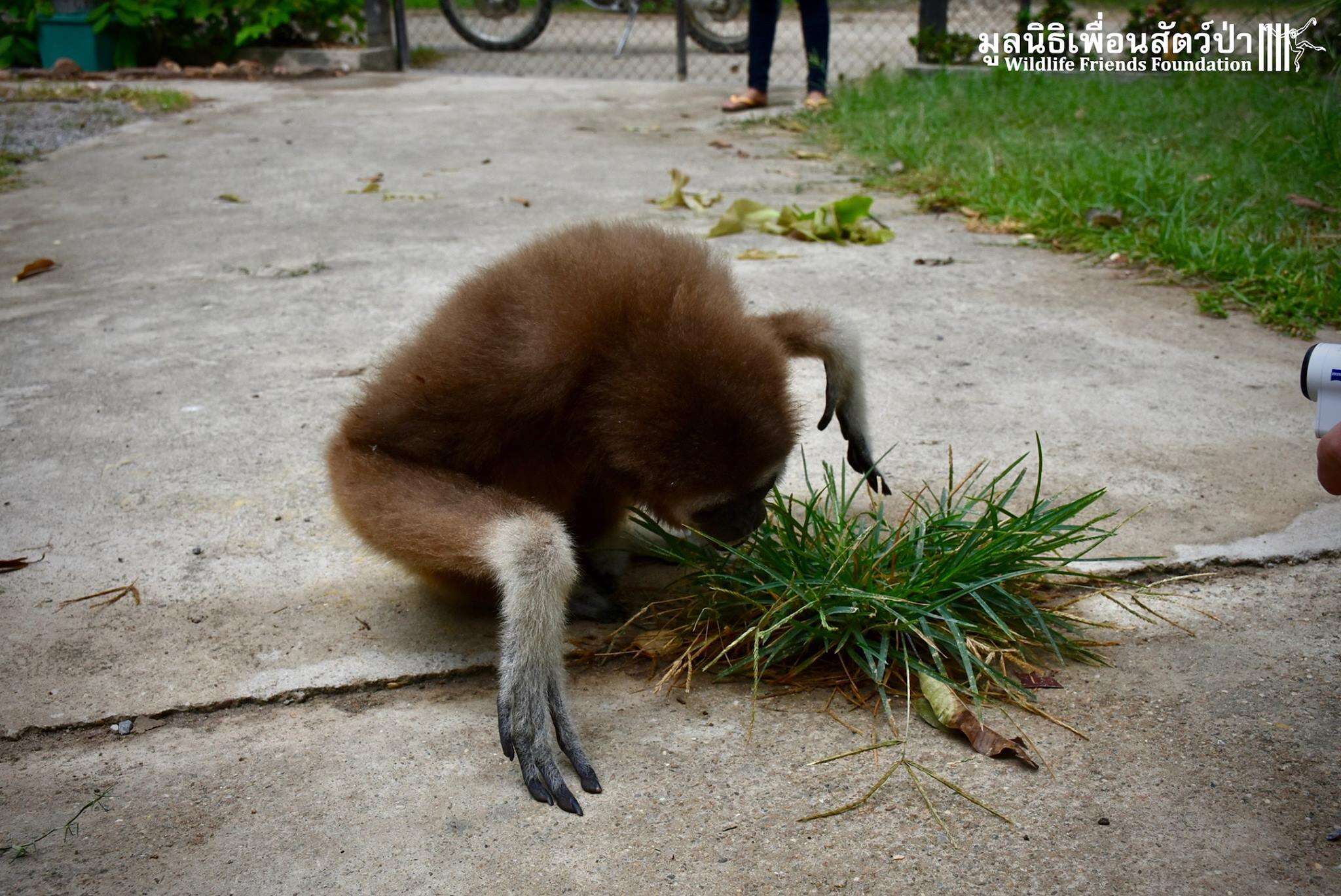 Rescued gibbon sniffs the grass