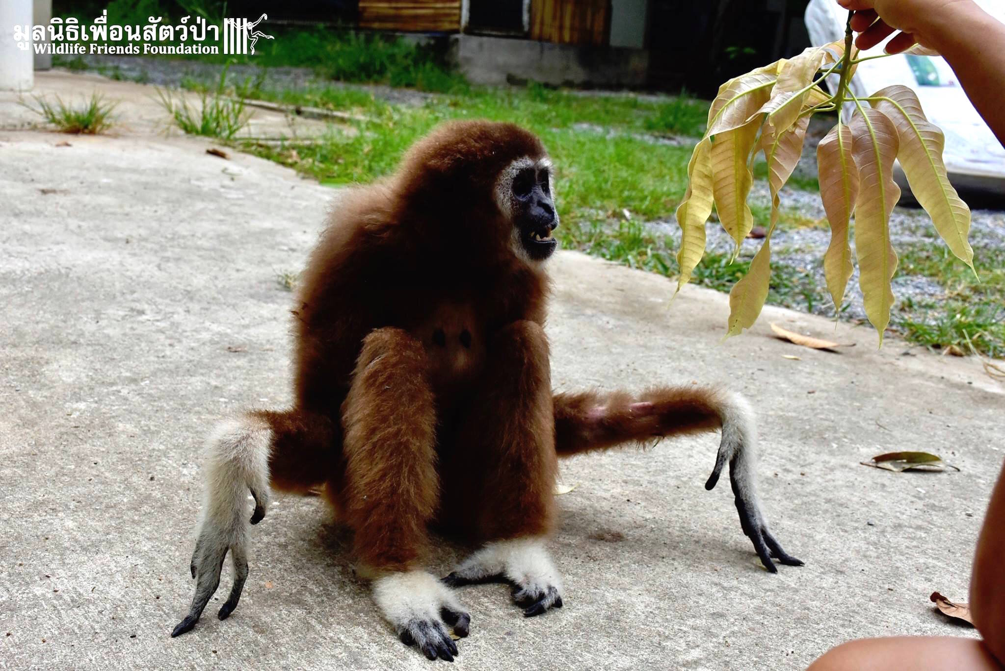 Wild Gibbon Kept As Human Baby For 15 Years The Dodo