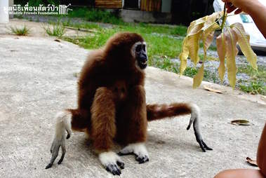 Gibbon saved from being kept in a house