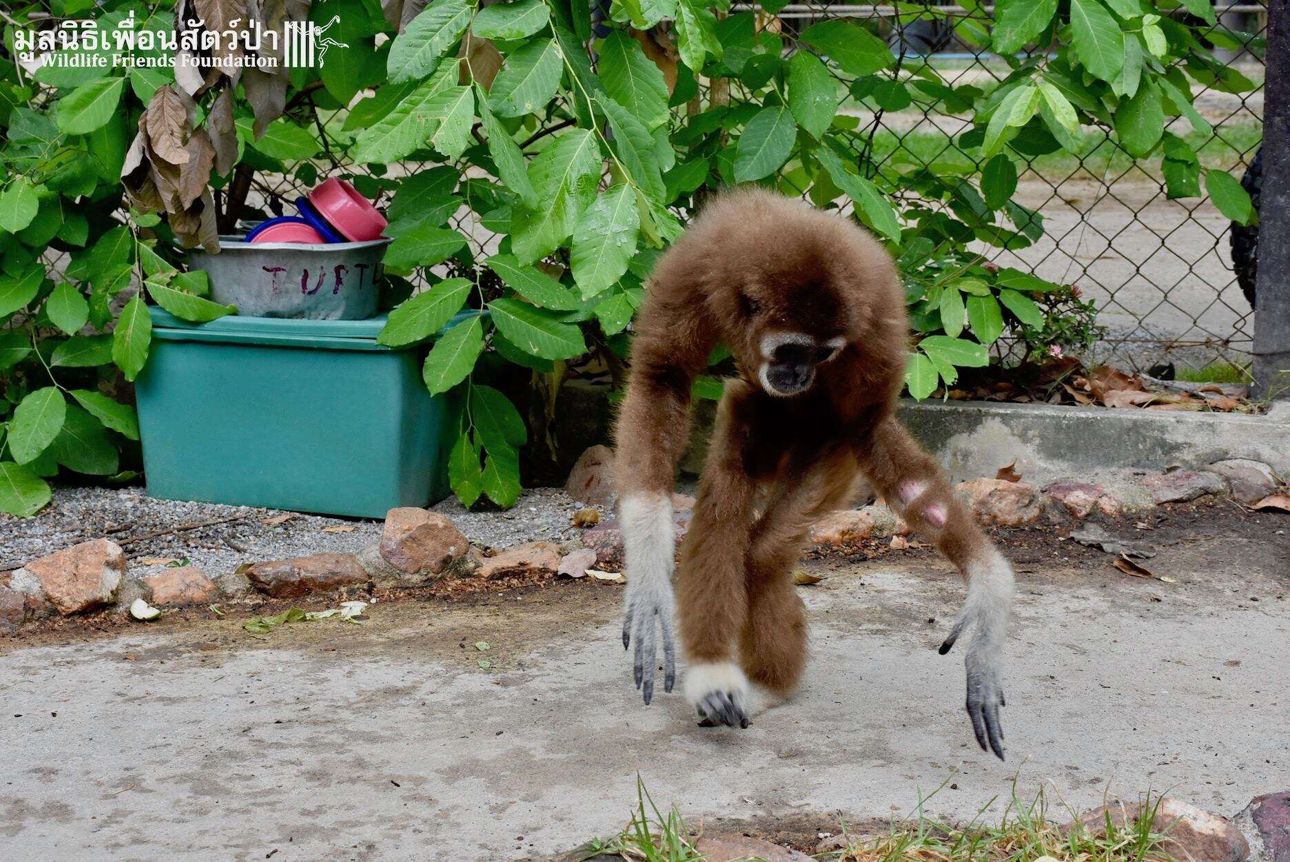 Rescued white-handed gibbon