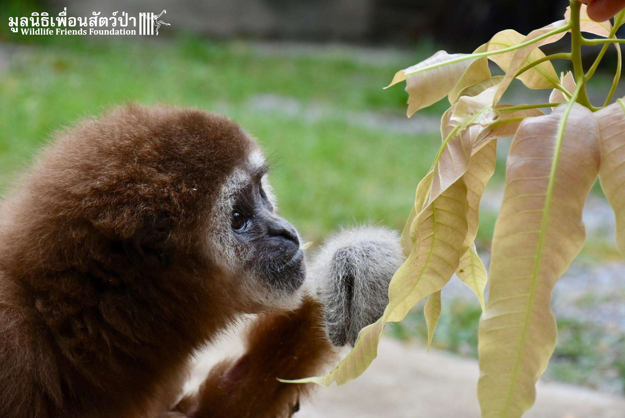 Rescued gibbon sniffs leaves