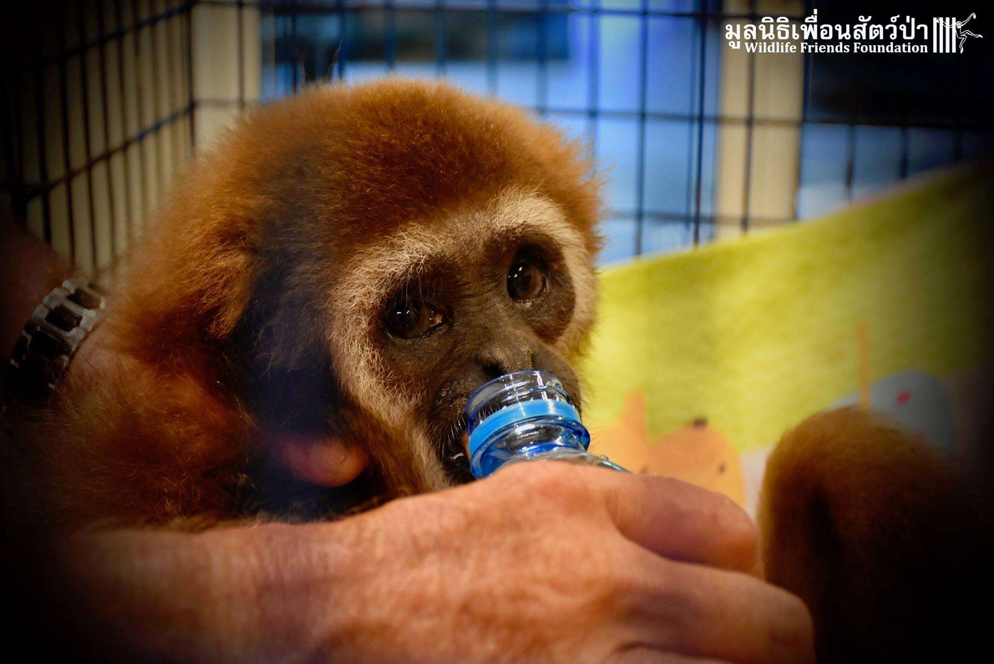 Gibbon kept as a pet gets a drink of water after rescue