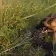 Anti-Poaching Dog Attacked By Python
