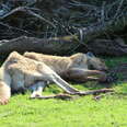 Emaciated kangaroo at zoo