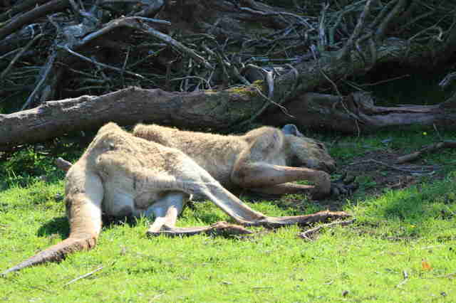 Emaciated kangaroo in zoo