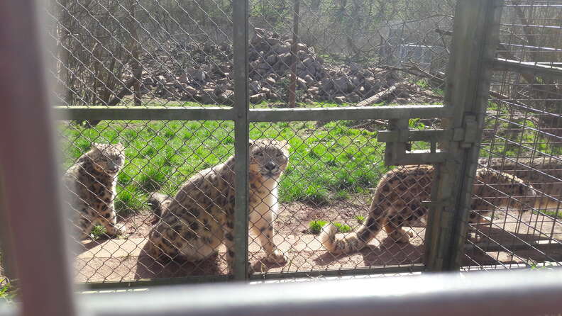 Leopards in zoo enclosure