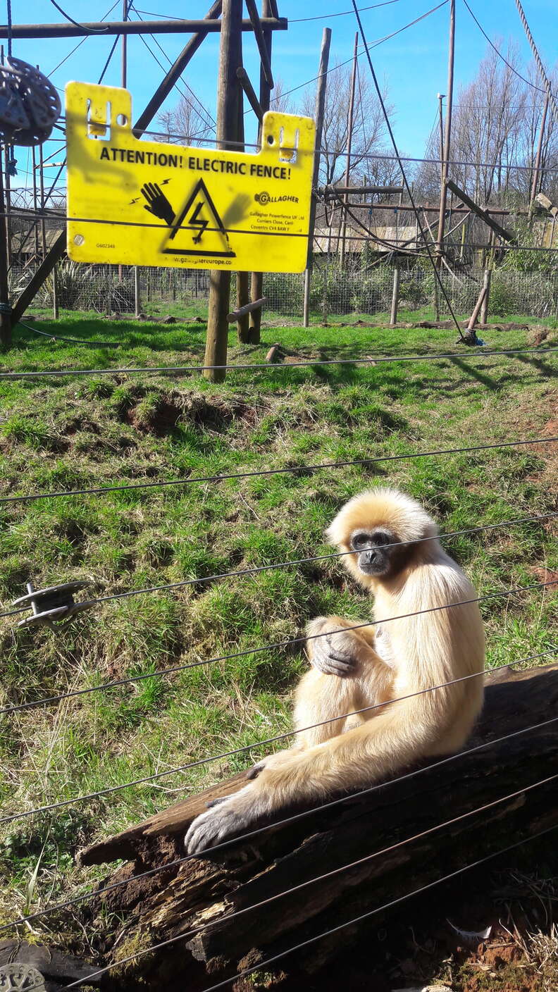 Monkeys inside zoo enclosure
