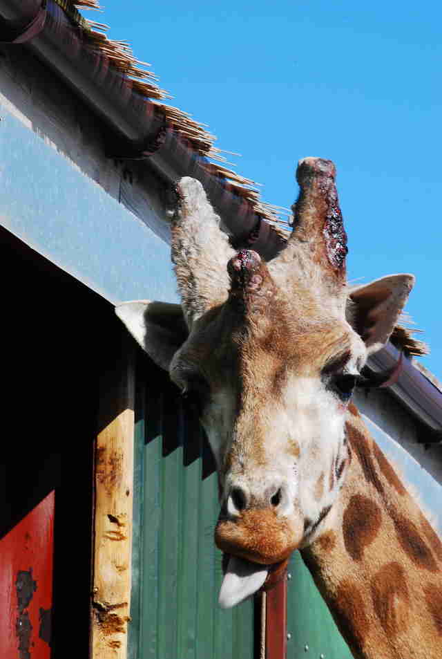 Giraffe with head injury at zoo