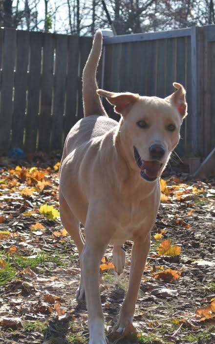 Shelter dog running in sun