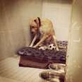 Saddest dog Lana needs home again