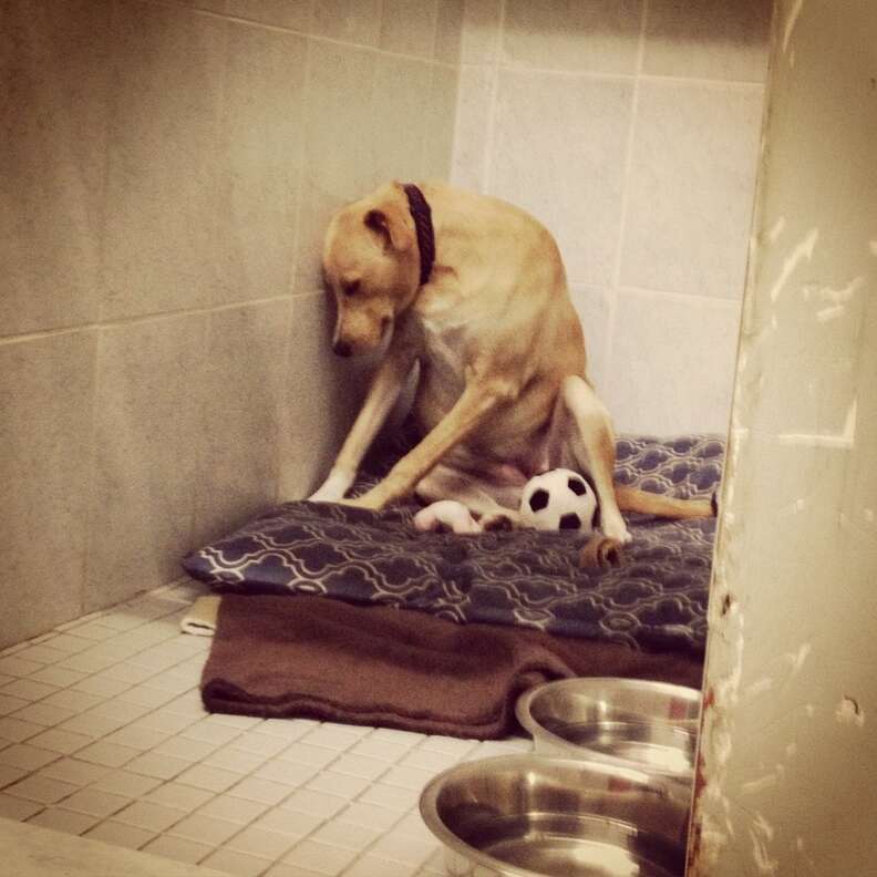 Shelter dog Lana was too sad to go on walks