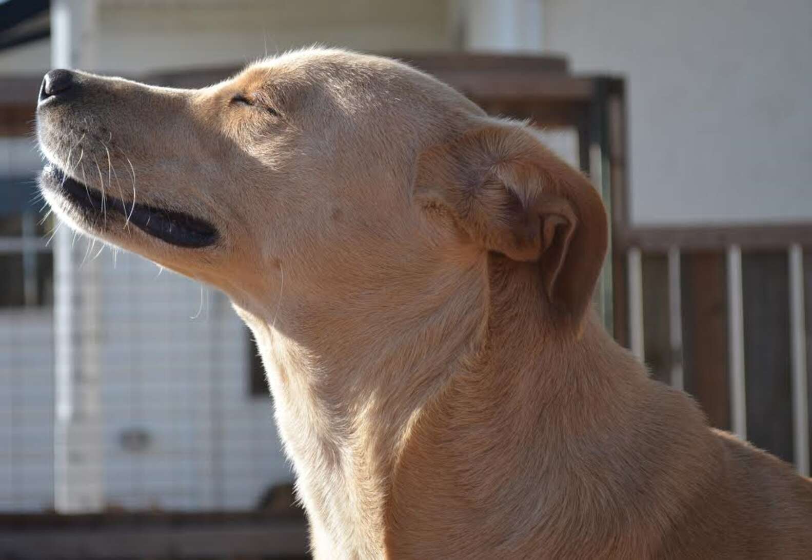 Dog now. Собака Лана. Самая грустная собака в мире. Собака Лана самая грустная. Самая одинокая собака в мире.