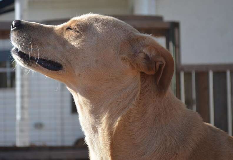 Saddest dog in the world in the sun