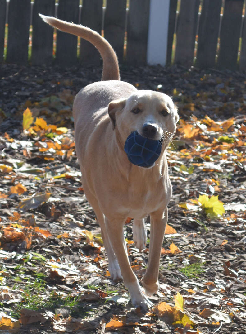 Shelter dog playing fetch