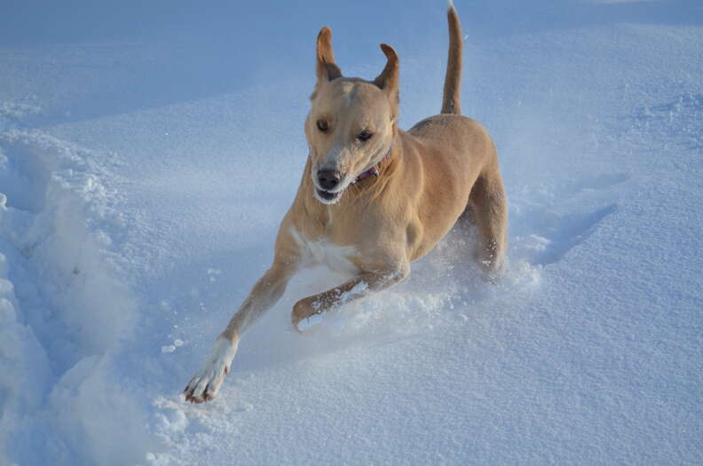 Shelter dog running