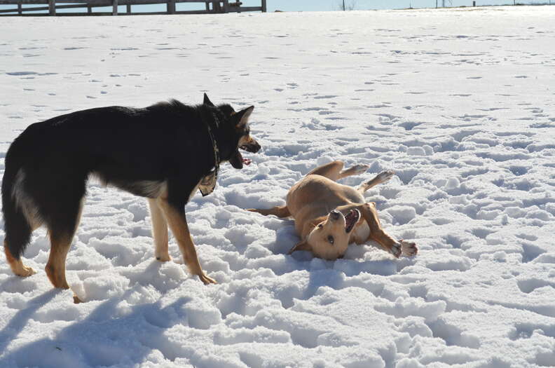 Dog matches. Одиночество с собакой. Dog Match.