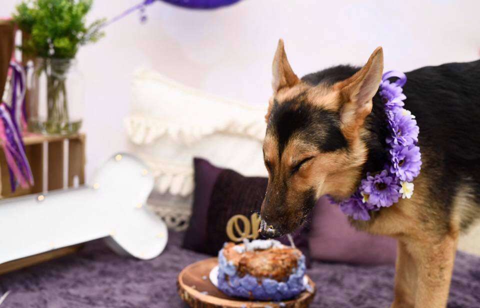 Dog eating birthday cake