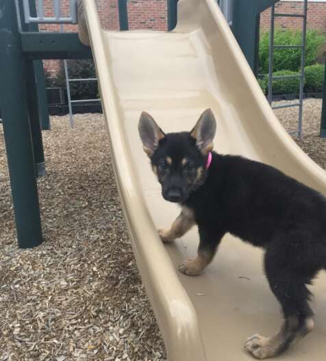 German shepherd puppy at playground
