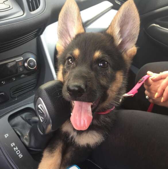 German shepherd puppy in car