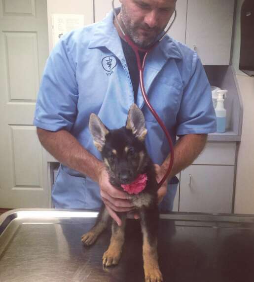 German shepherd puppy at vet