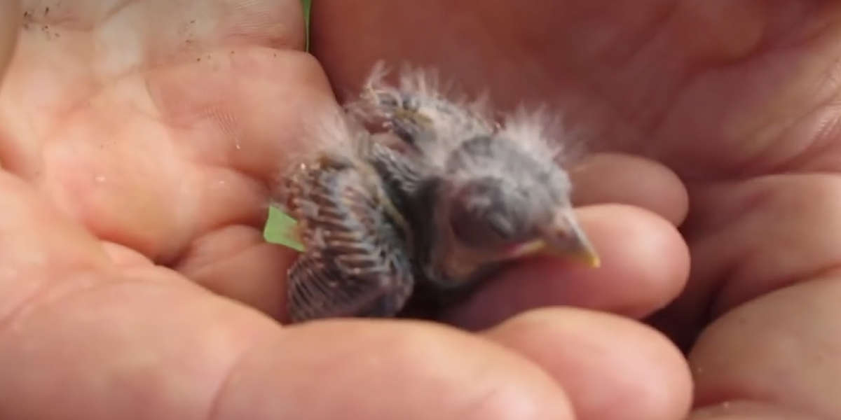 This Is How You Can Help Save A Baby Bird's Life - Videos - The Dodo