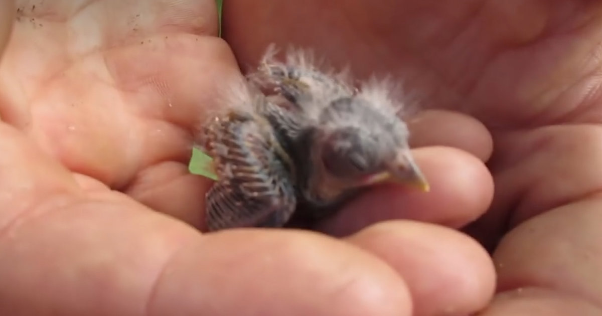 This Is How You Can Help Save A Baby Bird's Life Videos The Dodo