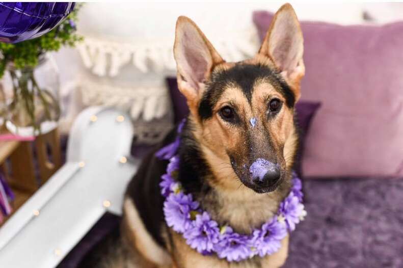 German shepherd dog