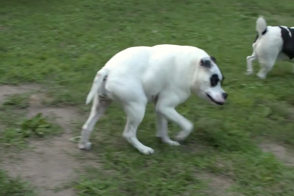 Short Spine Syndrome Dog 2025