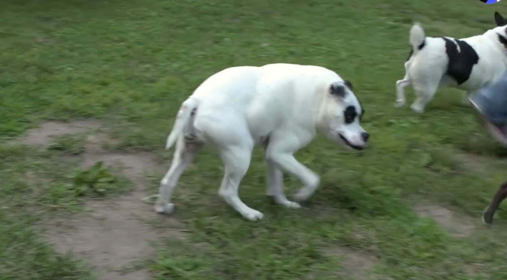 Short back best sale syndrome dog