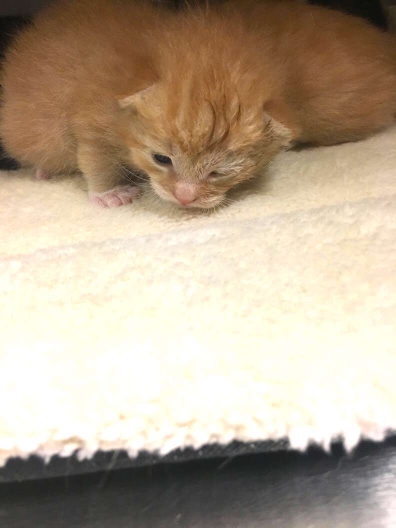 Kitten opens eyes for first time at shelter