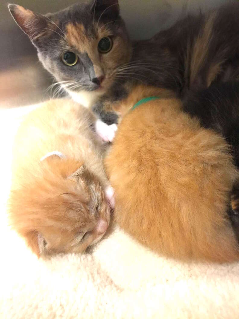 Cat mom with her kittens at Virginia shelter