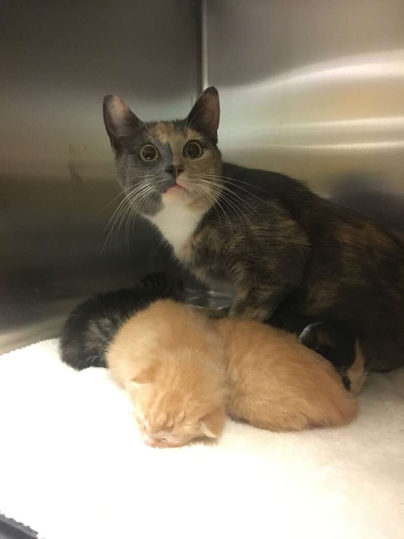 Cat family abandoned at shelter