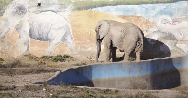 Elephant in concrete enclosure at Mendoza zoo