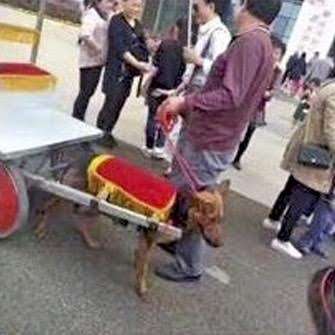 A dog pulling a rickshaw in China