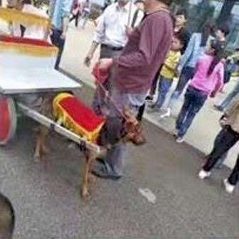 Dog pulling a rickshaw in China