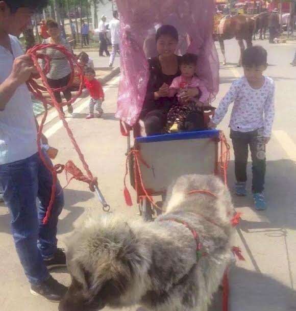 Dog pulling rickshaw in China