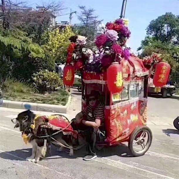 Dog pulling a rickshaw in China