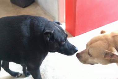 Short Spine Syndrome Dog Finds The Perfect Family The Dodo Short Spine Syndrome Dog Finds The Perfect Family The Dodo