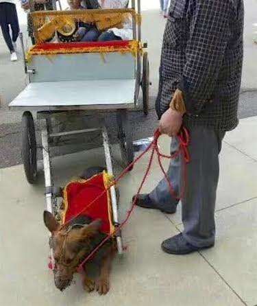 Dog pulling a rickshaw in China