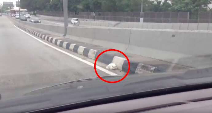 Cat rescued on highway