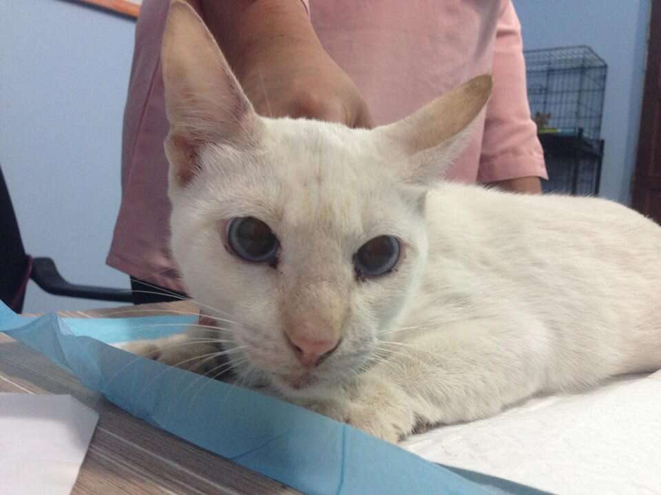 Rescued Malaysian cat