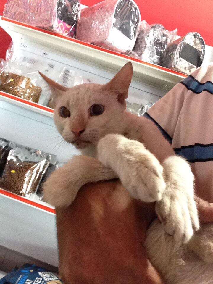 Rescued white cat