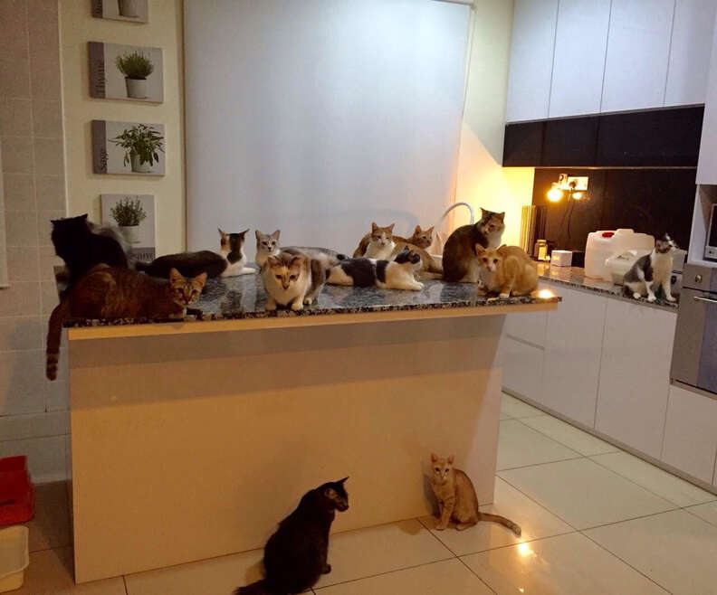 Group of rescued cats in kitchen