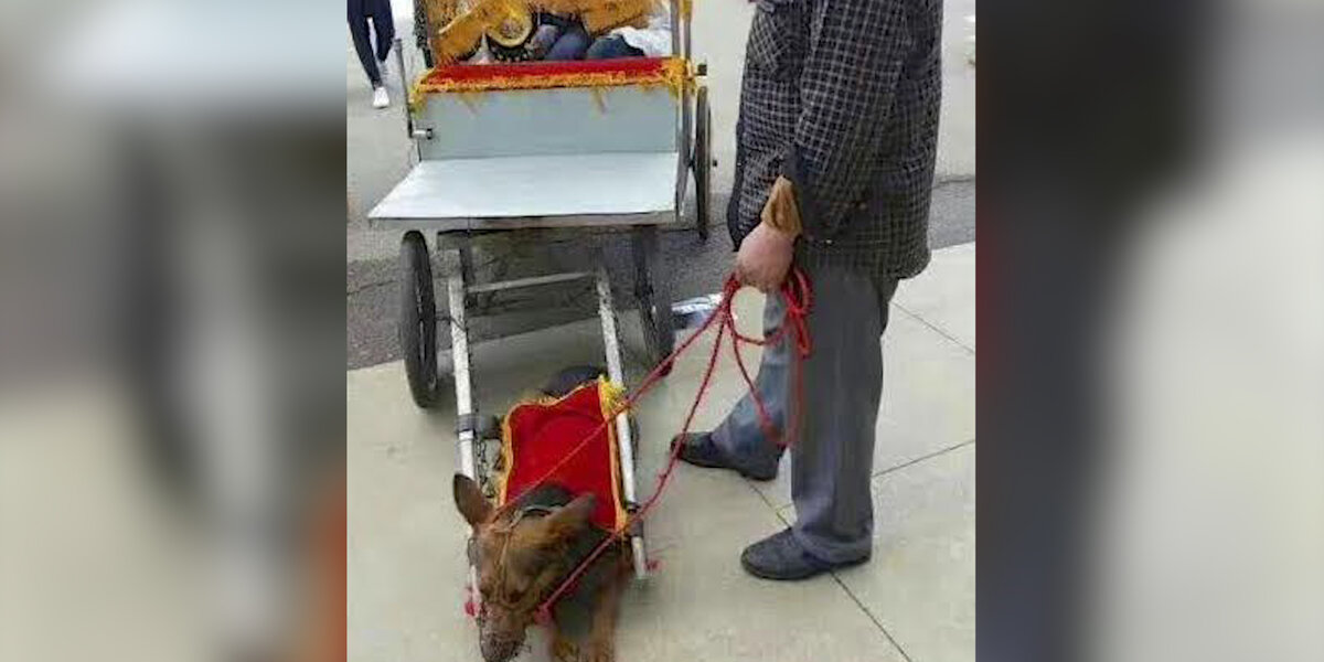 Watch: Chinese man rides cart pulled by little dog 