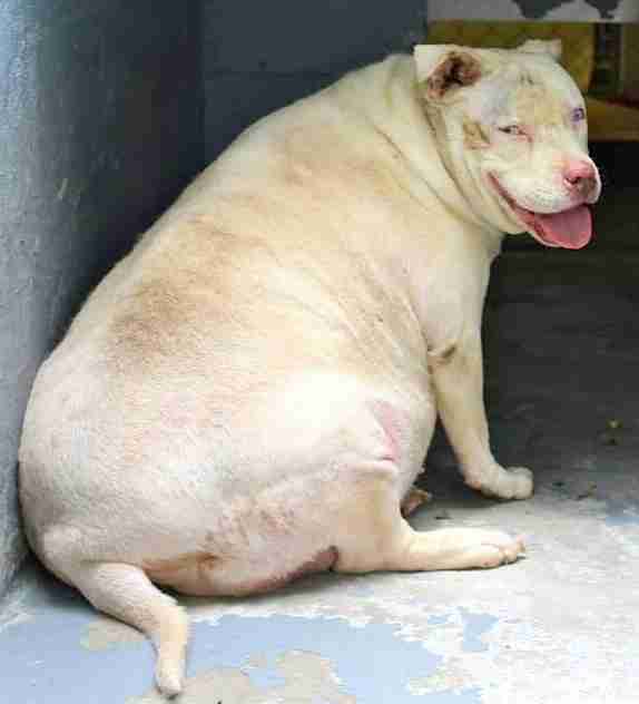 Obese Shelter Dog Loses Half Her Weight - The Dodo